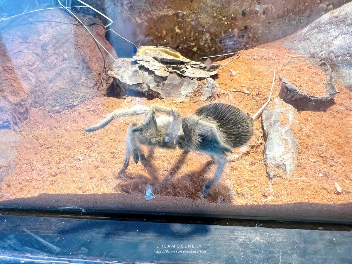 【美國-Arizona】城市級動物園│鳳凰城動物園│Phoe