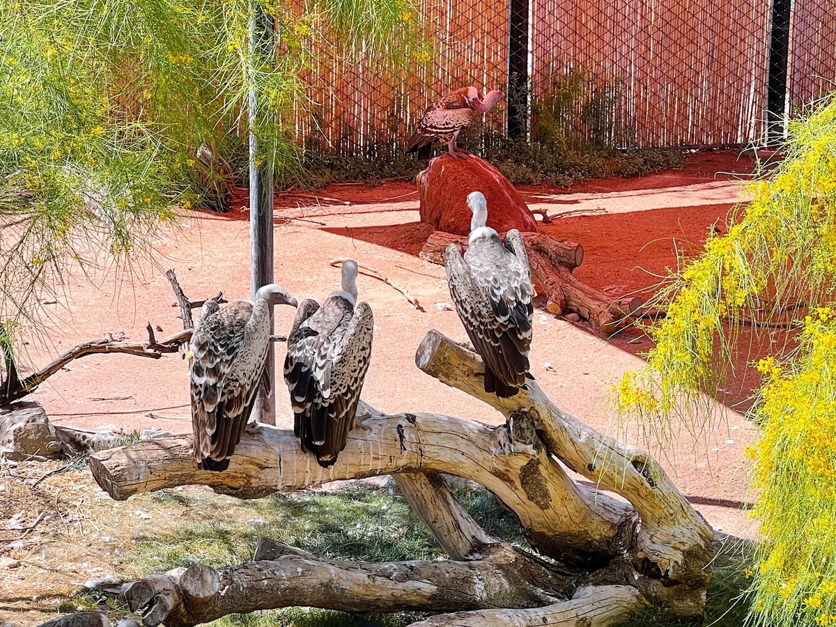 【美國-Arizona】城市級動物園│鳳凰城動物園│Phoe