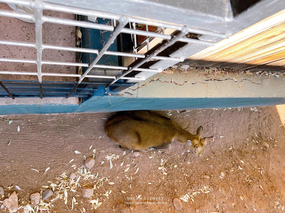【美國-Arizona】城市級動物園│鳳凰城動物園│Phoe
