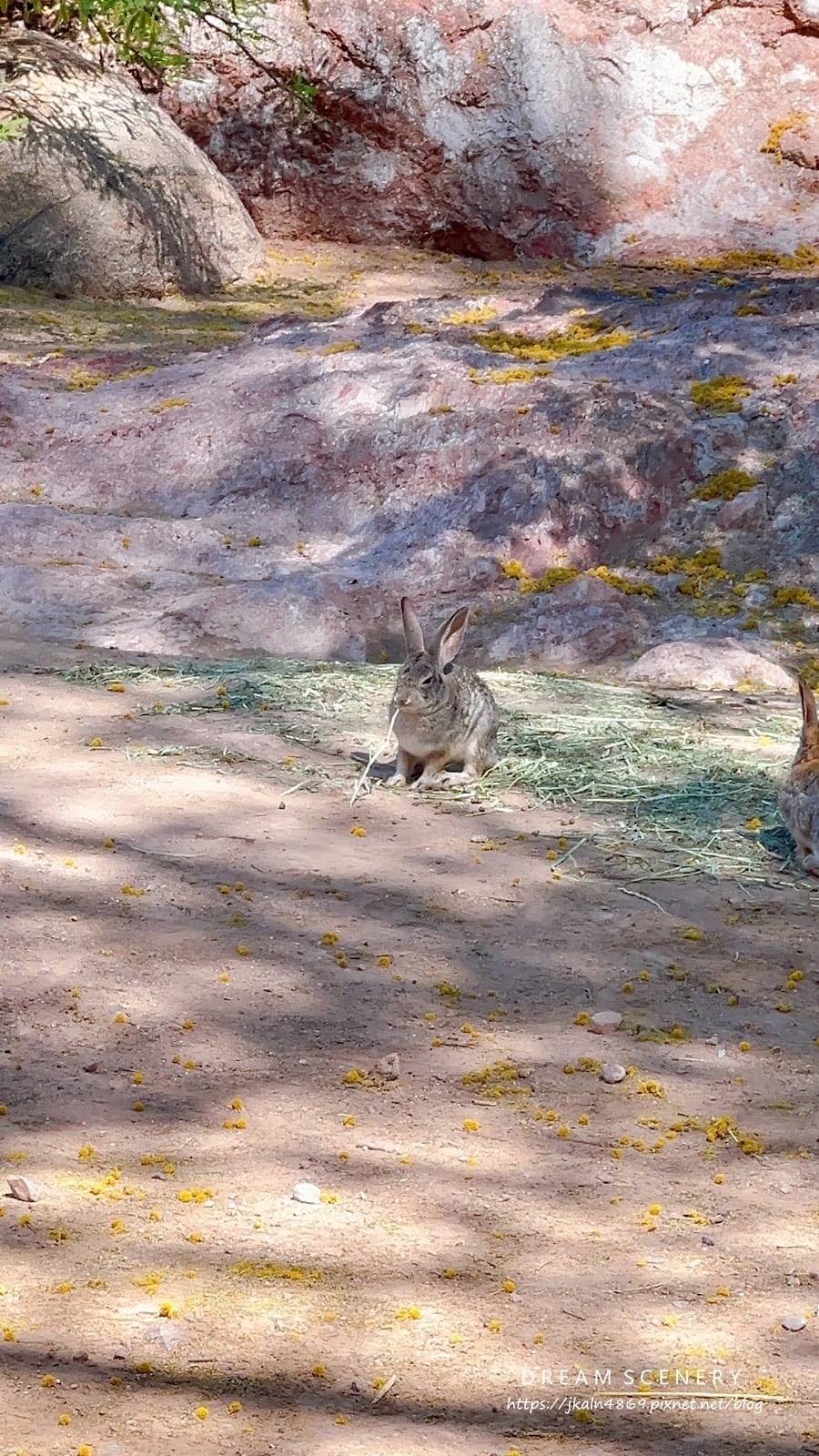 【美國-Arizona】城市級動物園│鳳凰城動物園│Phoe