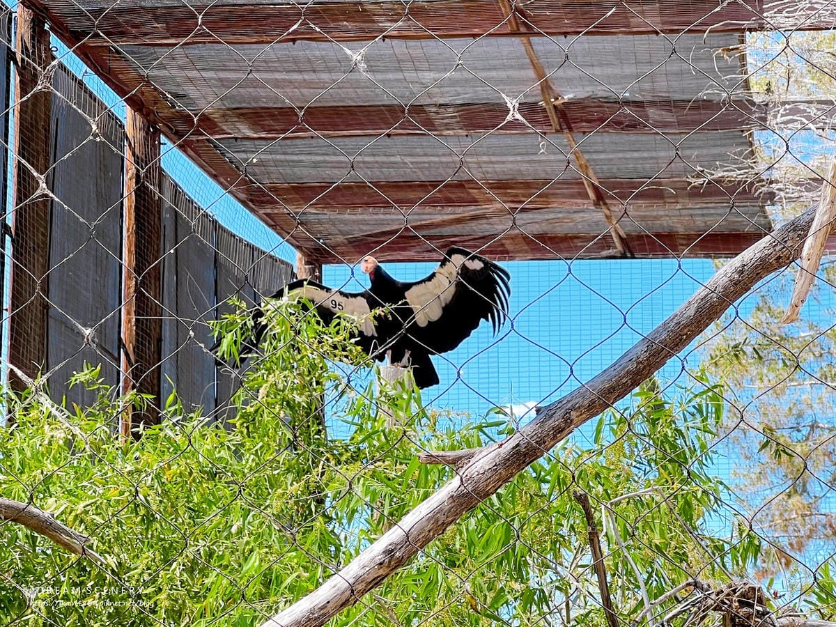 【美國-Arizona】城市級動物園│鳳凰城動物園│Phoe