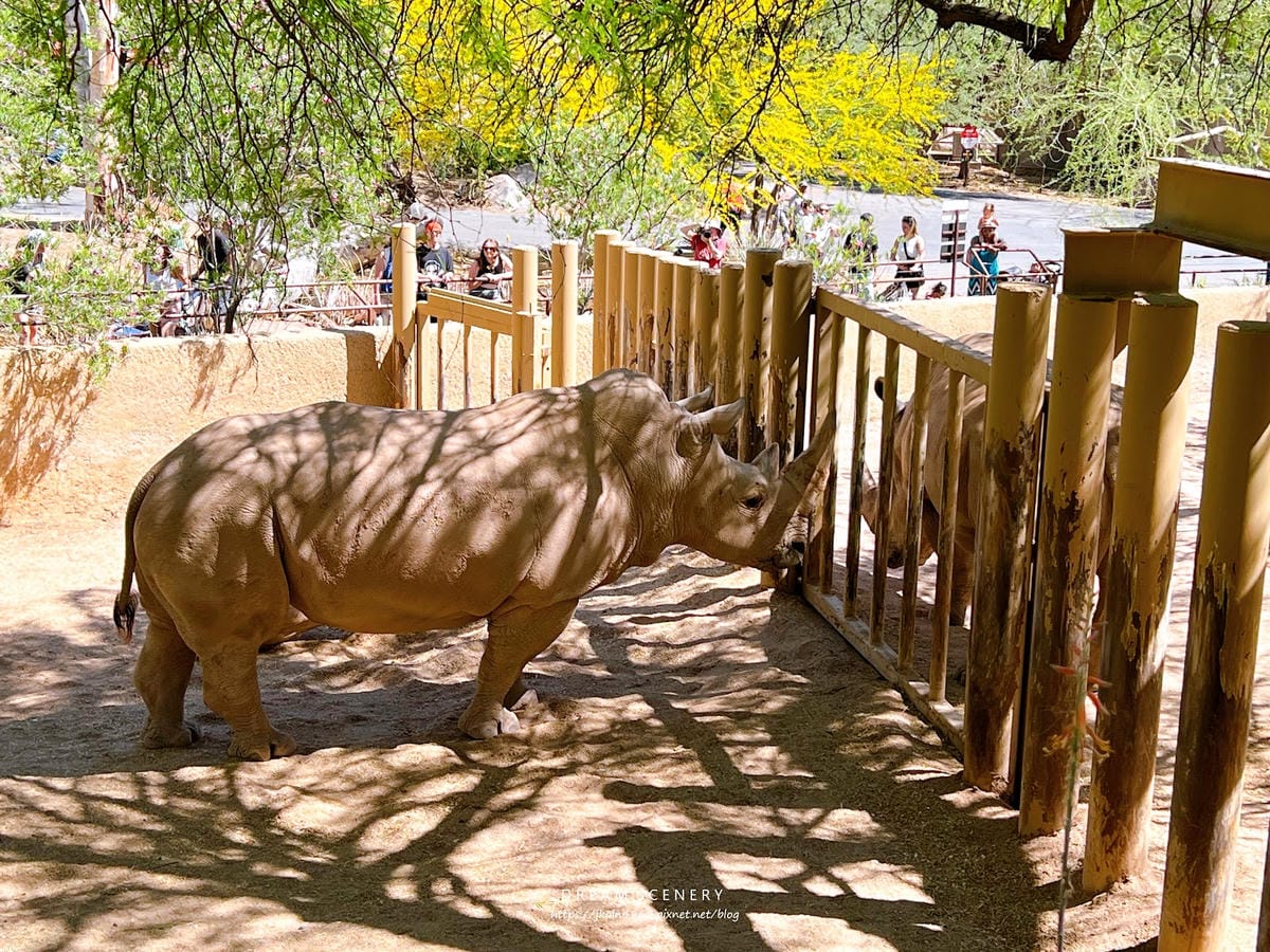 【美國-Arizona】城市級動物園│鳳凰城動物園│Phoe