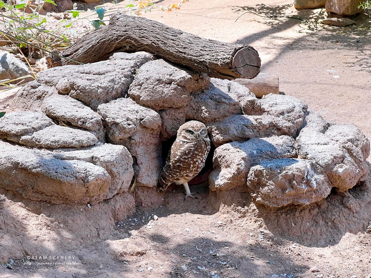 【美國-Arizona】城市級動物園│鳳凰城動物園│Phoe
