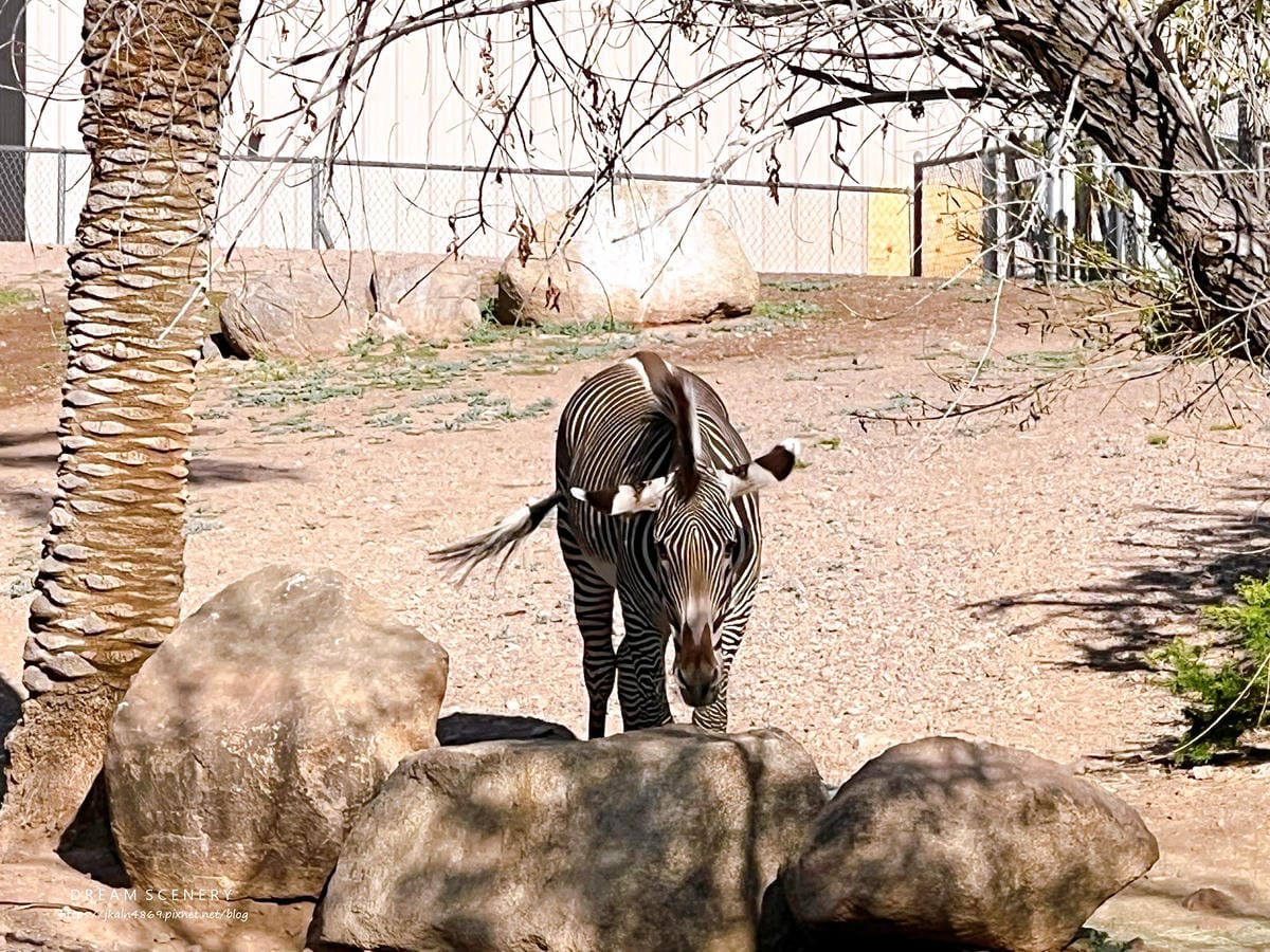【美國-Arizona】城市級動物園│鳳凰城動物園│Phoe