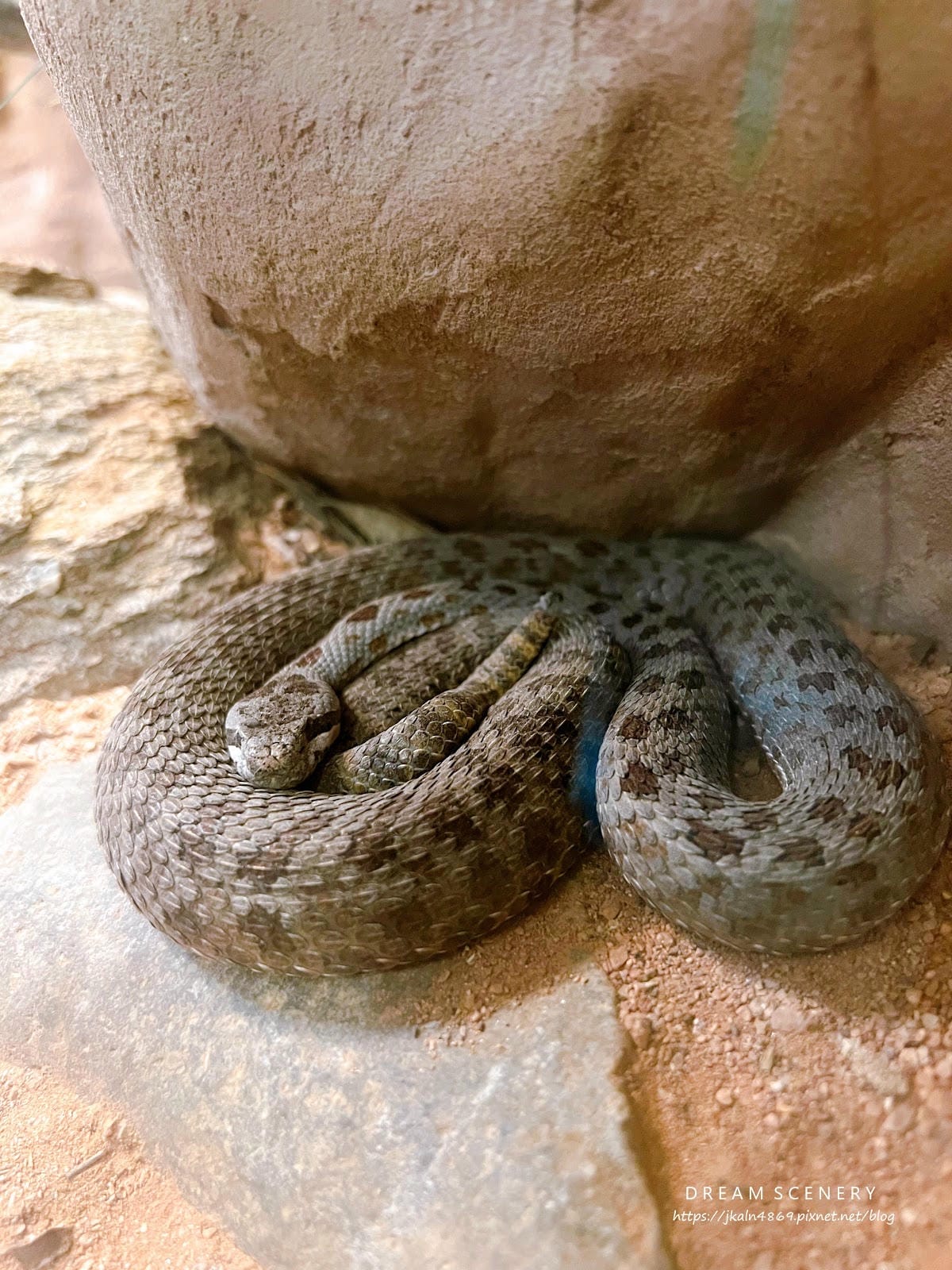 【美國-Arizona】城市級動物園│鳳凰城動物園│Phoe