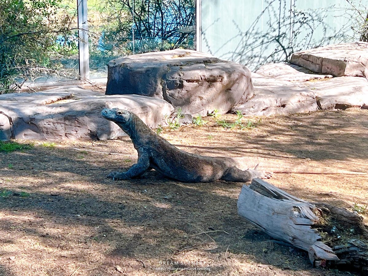 【美國-Arizona】城市級動物園│鳳凰城動物園│Phoe