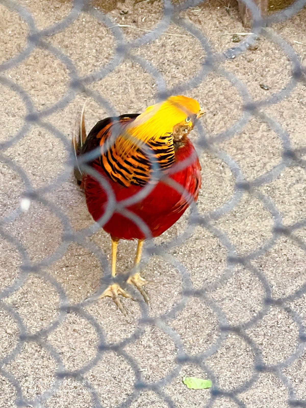 【美國-Arizona】城市級動物園│鳳凰城動物園│Phoe
