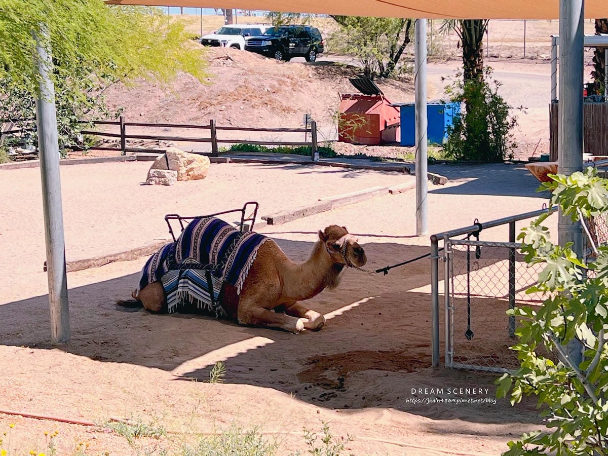【美國-Arizona】城市級動物園│鳳凰城動物園│Phoe