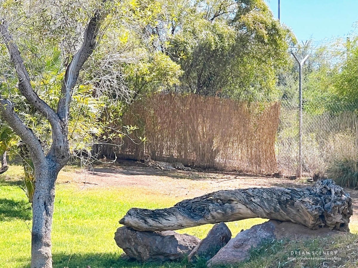 【美國-Arizona】城市級動物園│鳳凰城動物園│Phoe