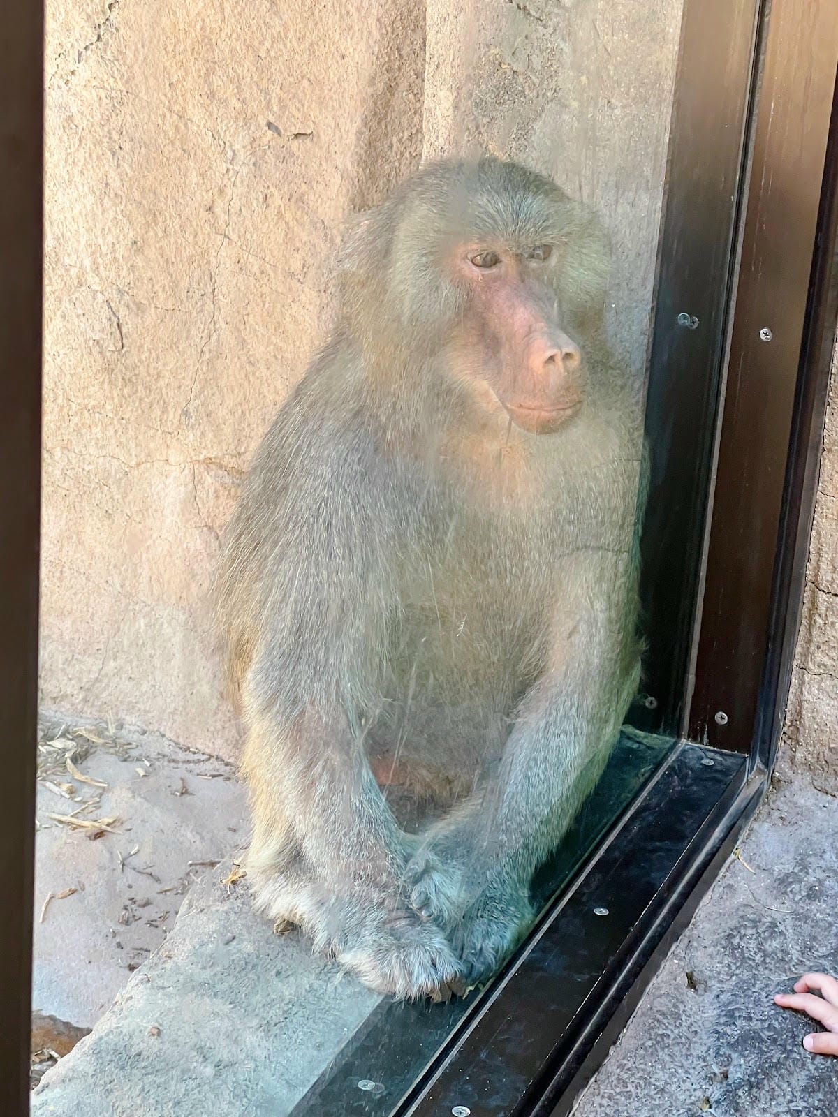 【美國-Arizona】城市級動物園│鳳凰城動物園│Phoe