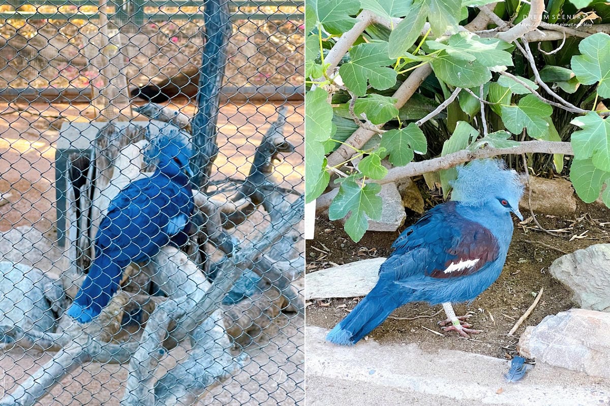 【美國-Arizona】城市級動物園│鳳凰城動物園│Phoe