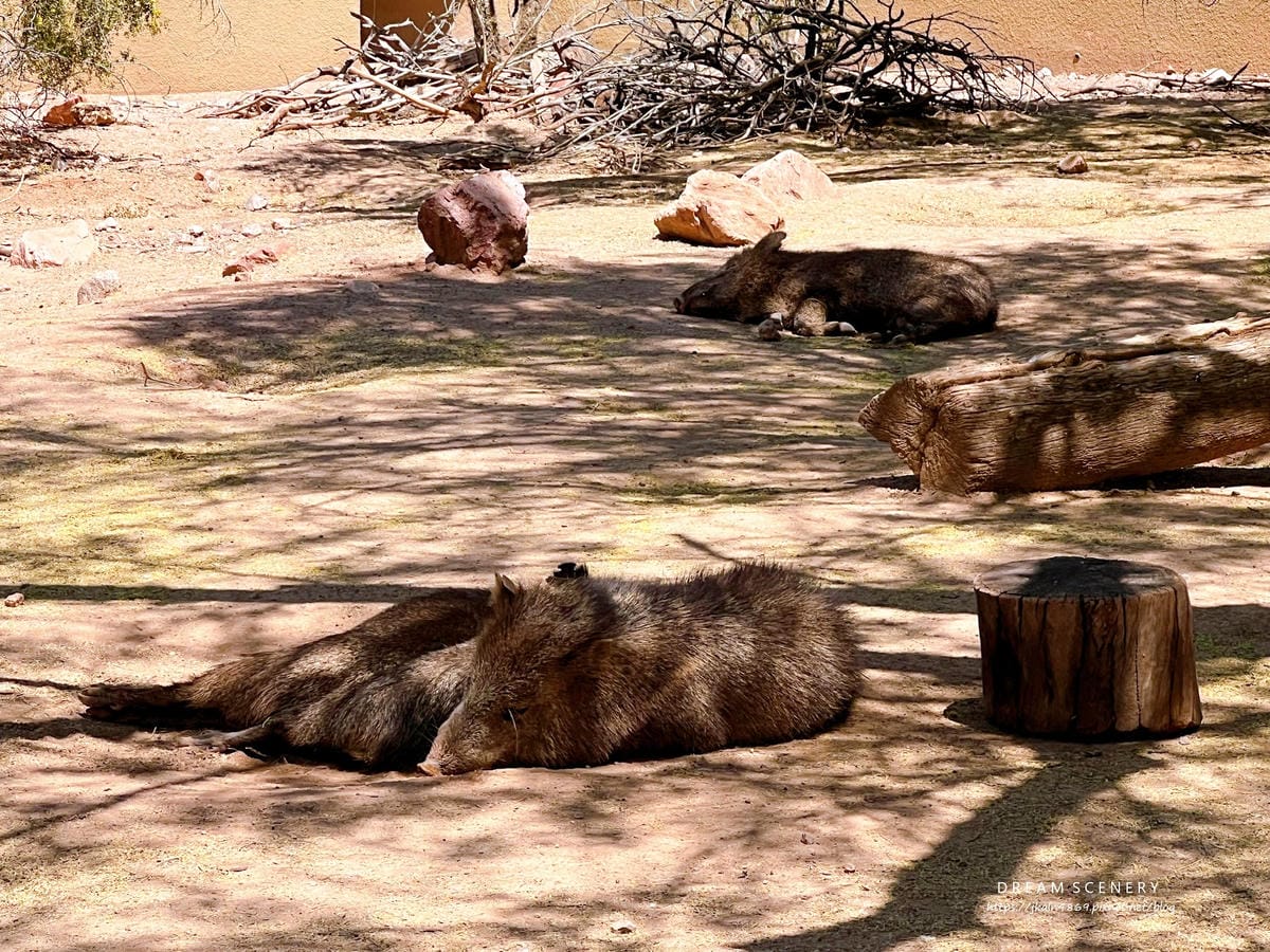 【美國-Arizona】城市級動物園│鳳凰城動物園│Phoe