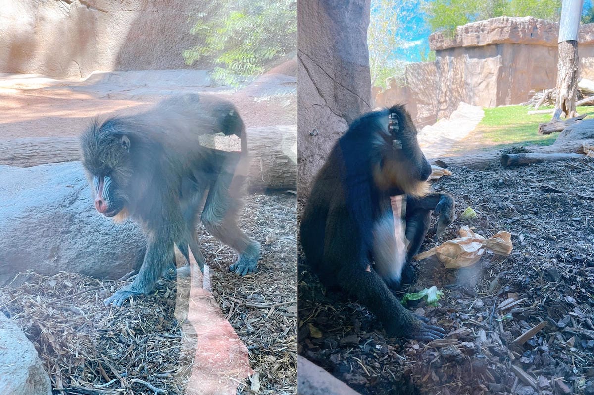 【美國-Arizona】城市級動物園│鳳凰城動物園│Phoe