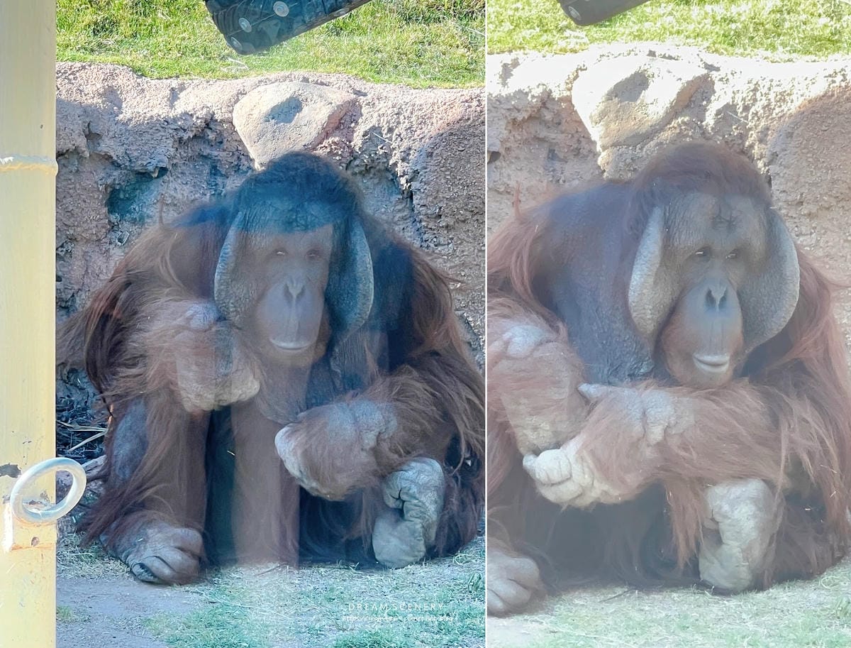 【美國-Arizona】城市級動物園│鳳凰城動物園│Phoe