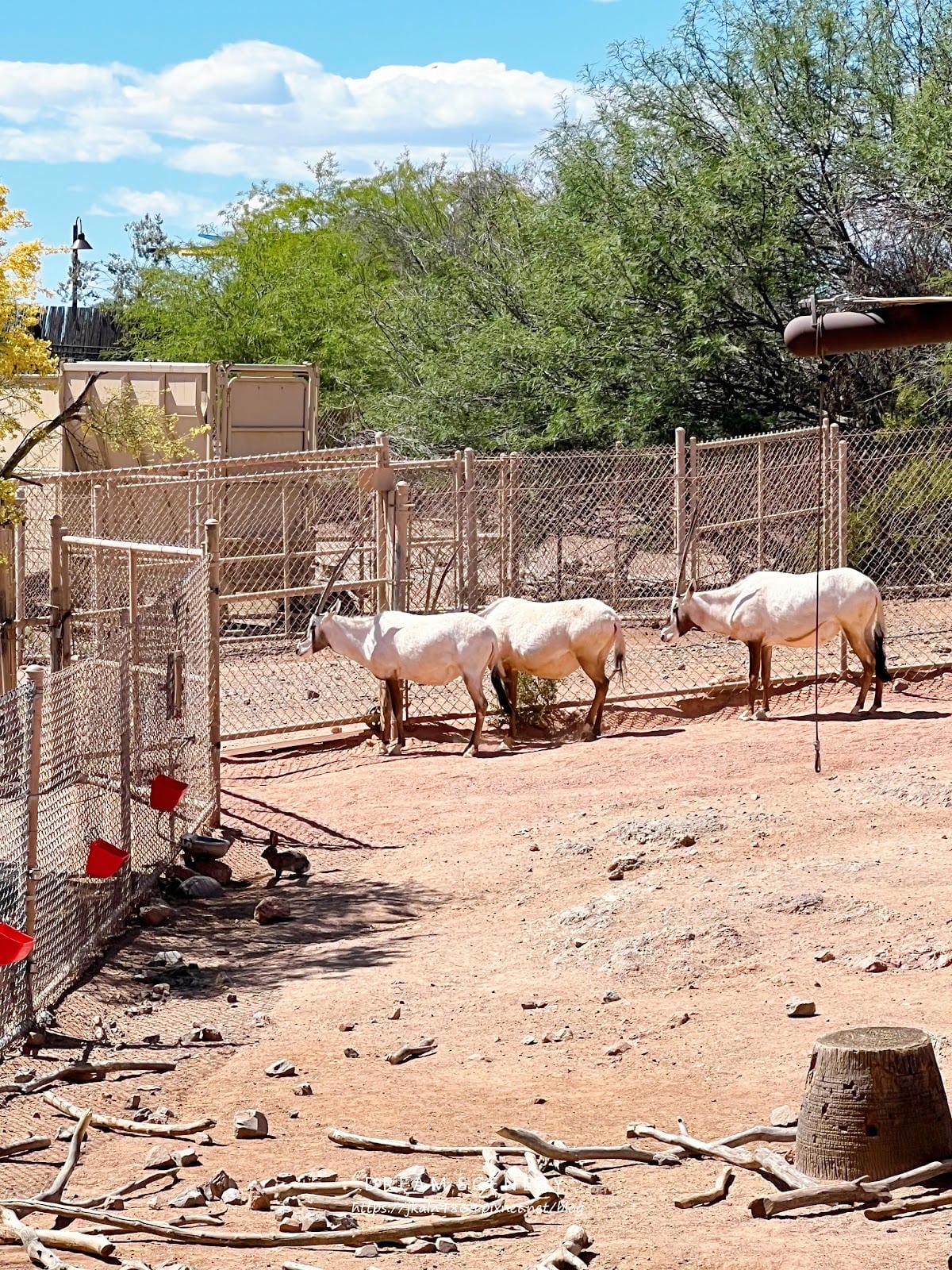 【美國-Arizona】城市級動物園│鳳凰城動物園│Phoe