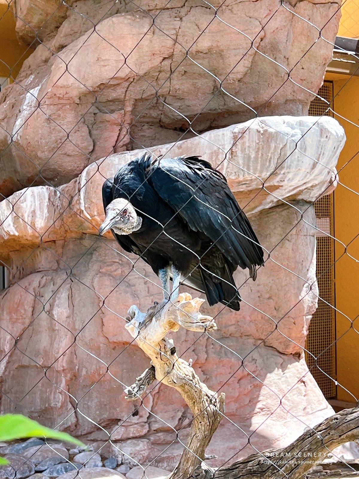 【美國-Arizona】城市級動物園│鳳凰城動物園│Phoe