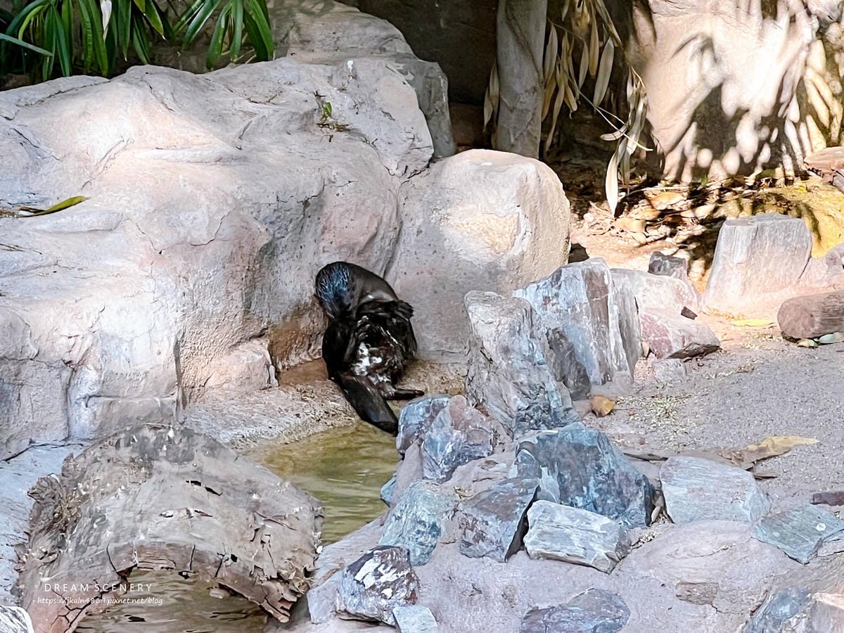 【美國-Arizona】城市級動物園│鳳凰城動物園│Phoe