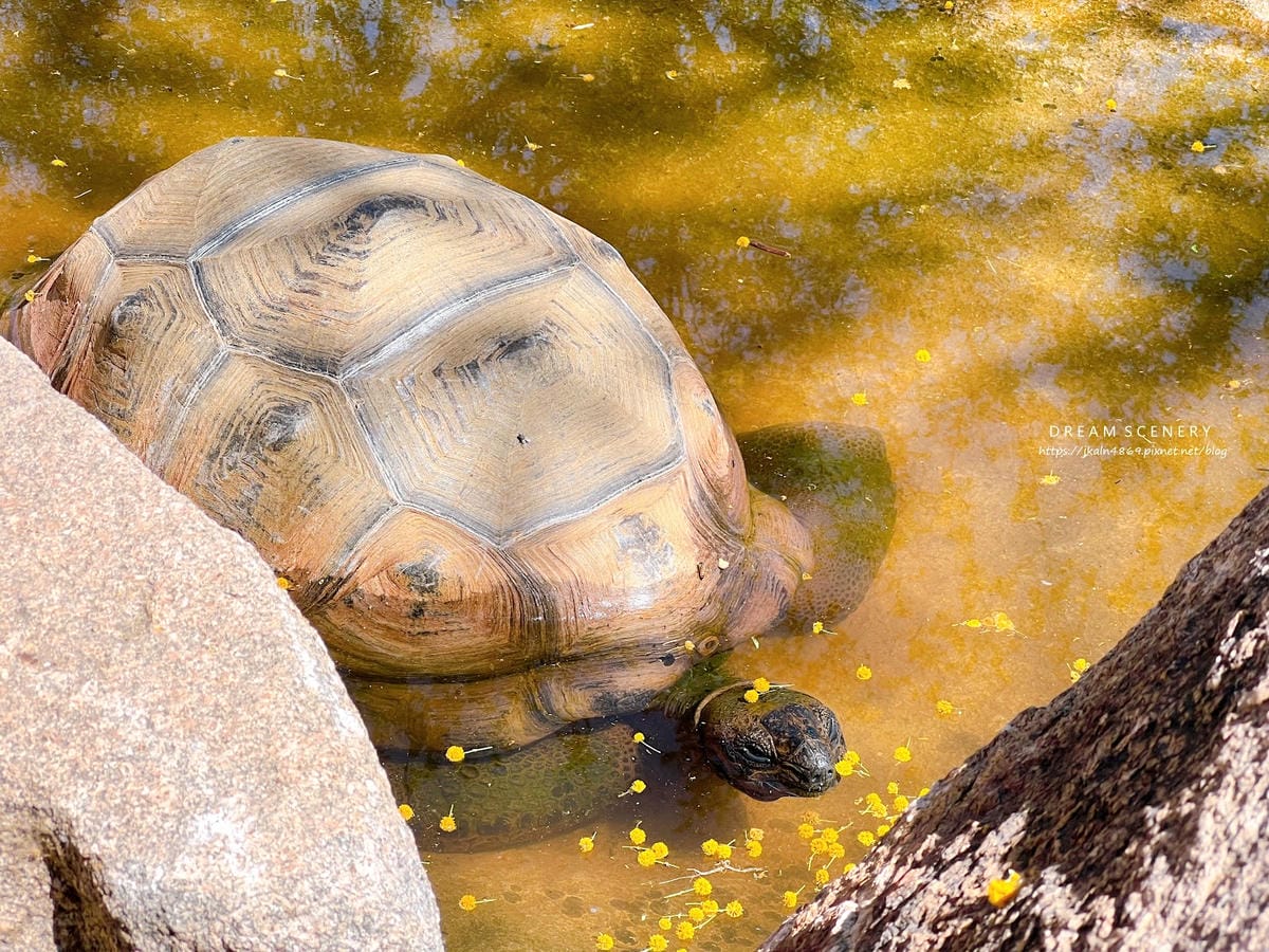 【美國-Arizona】城市級動物園│鳳凰城動物園│Phoe