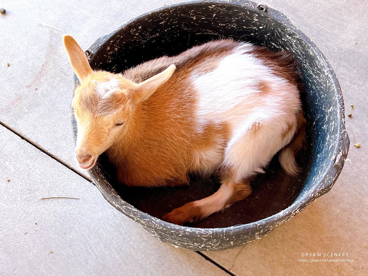 【美國-Arizona】城市級動物園│鳳凰城動物園│Phoe