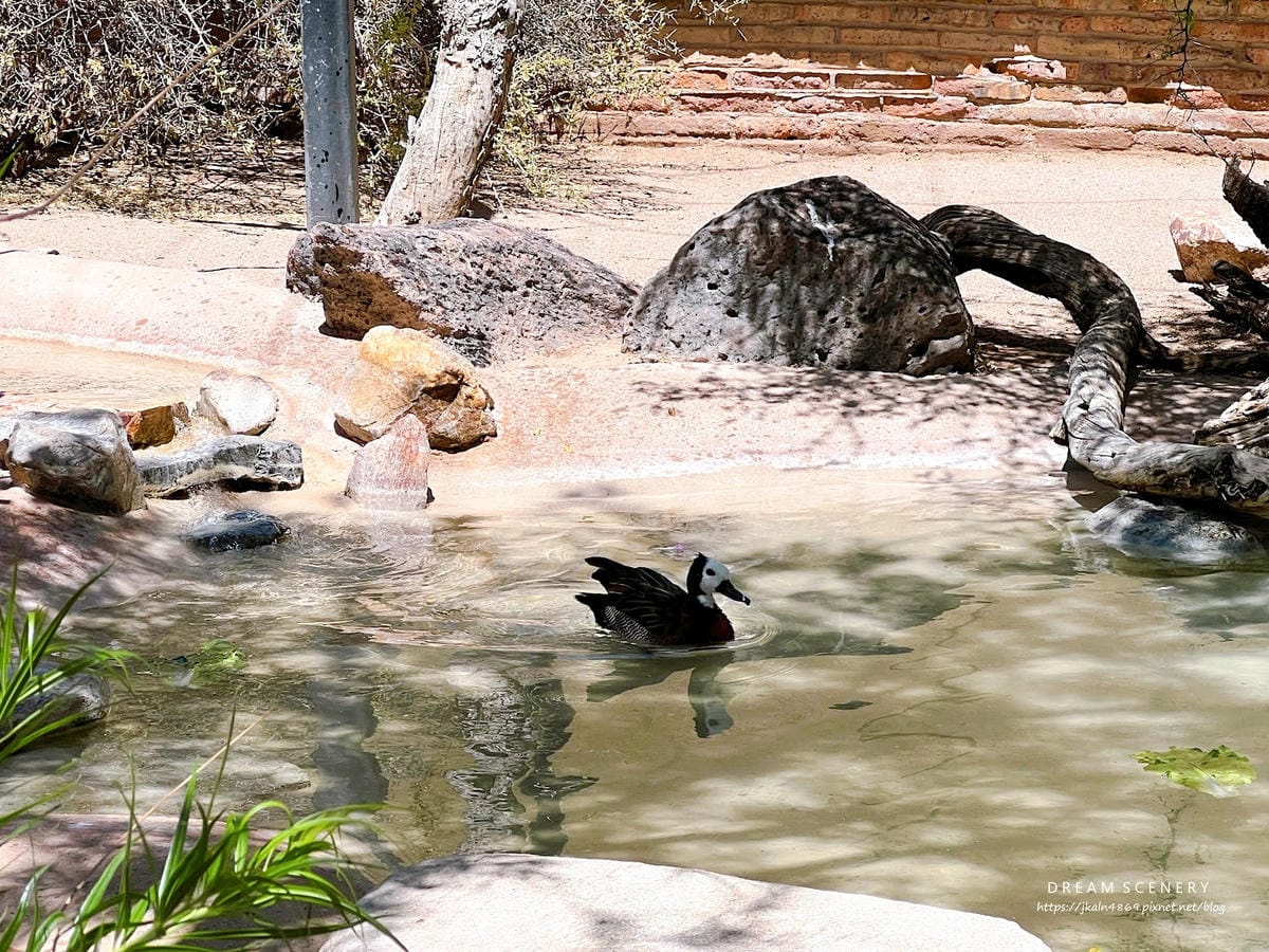 【美國-Arizona】城市級動物園│鳳凰城動物園│Phoe