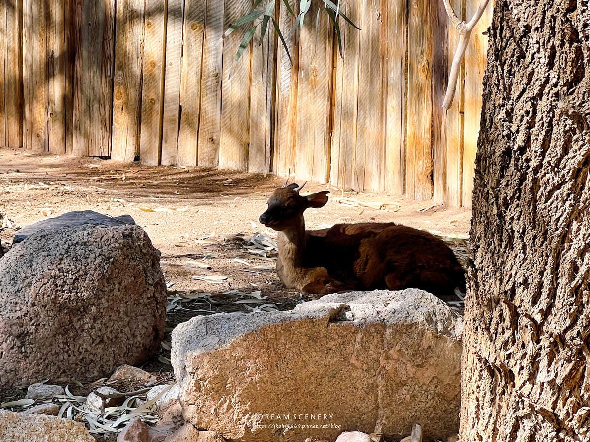 【美國-Arizona】城市級動物園│鳳凰城動物園│Phoe