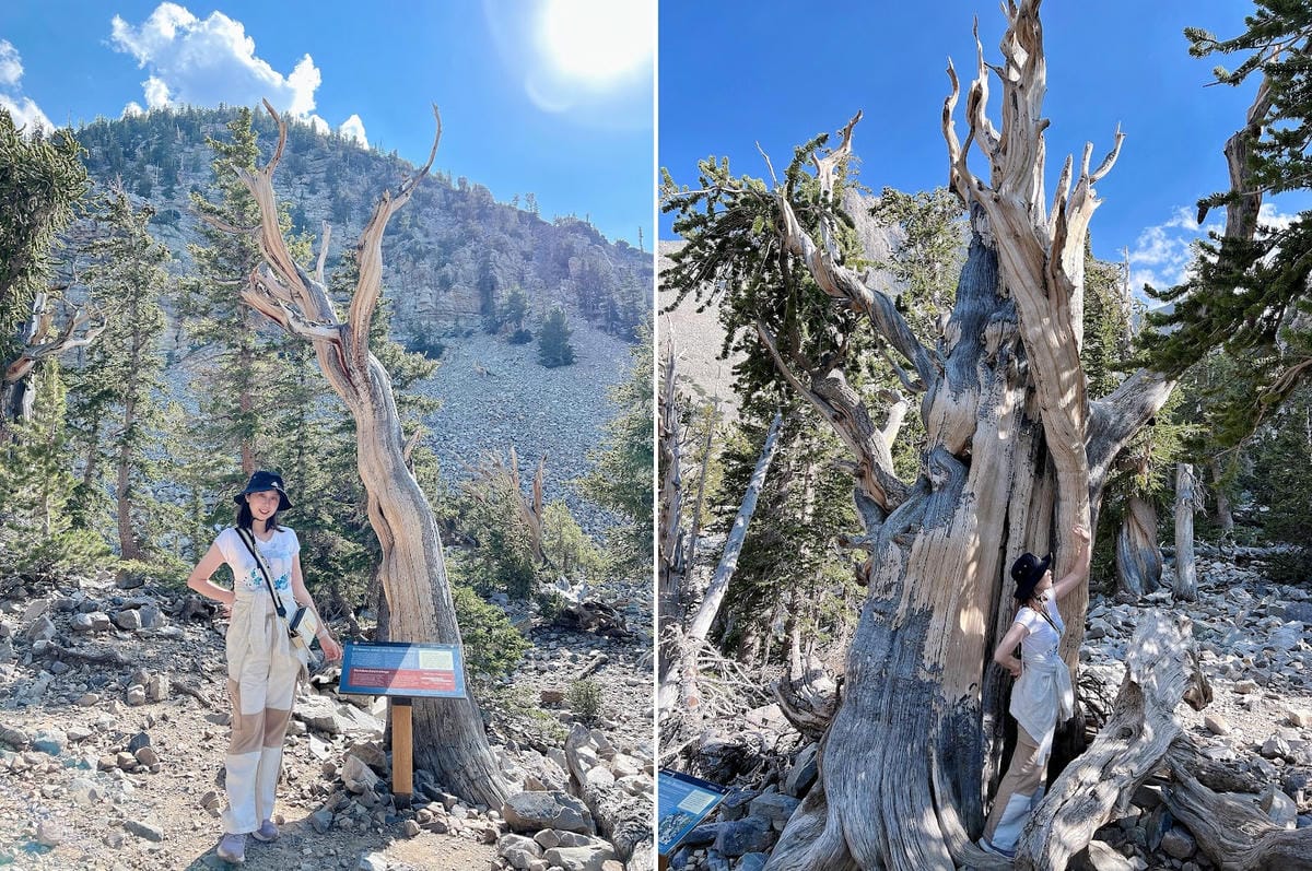 【美國-Nevada】 美國內華達州唯一的國家公園│大盆地國