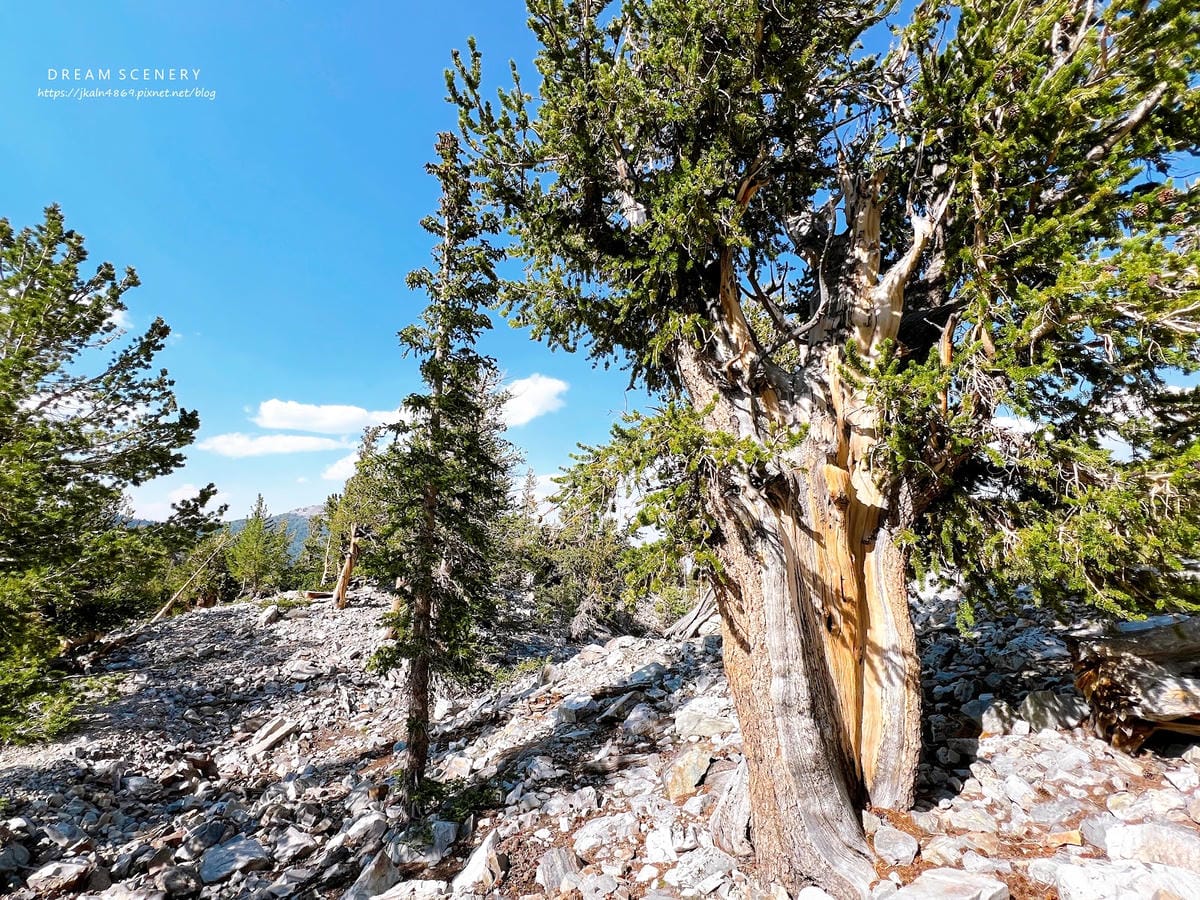 【美國-Nevada】 美國內華達州唯一的國家公園│大盆地國
