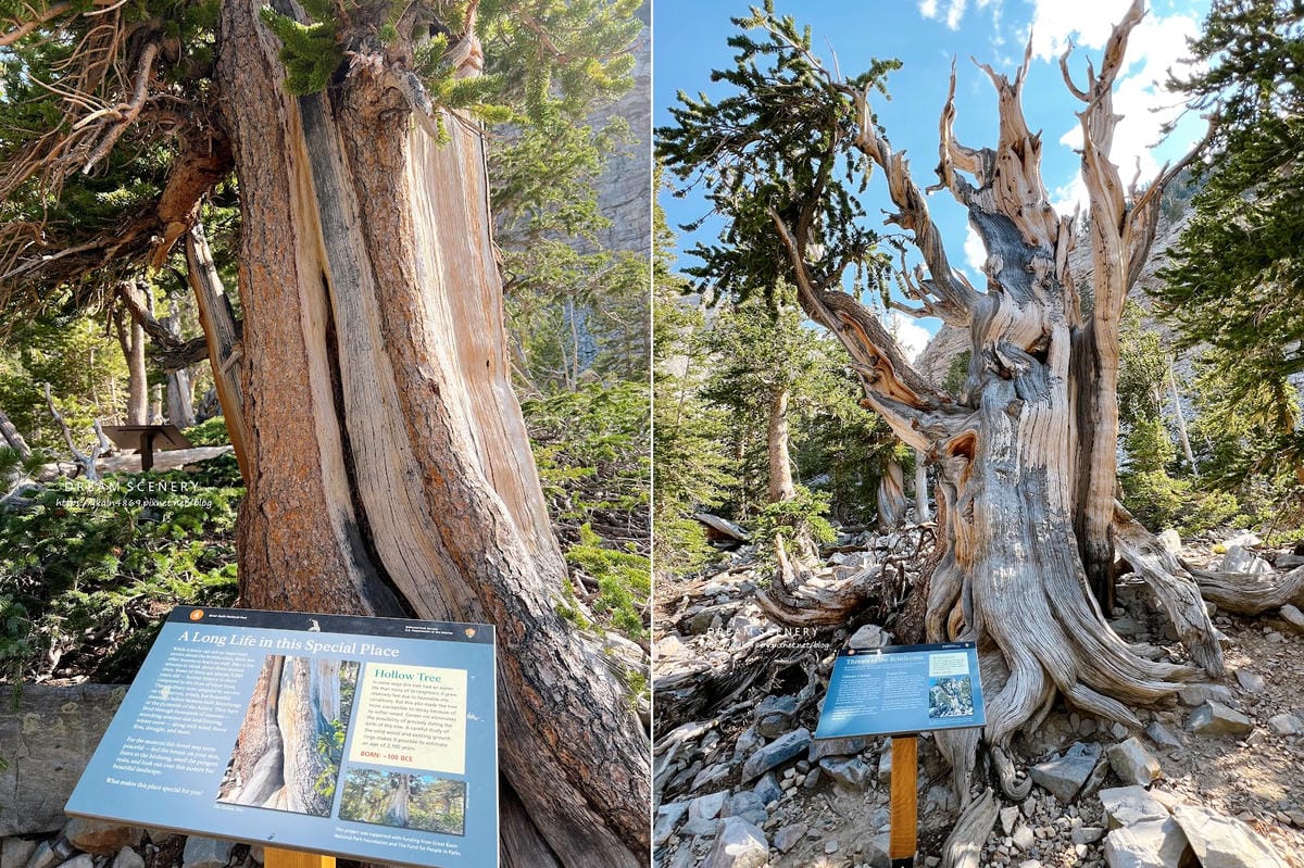 【美國-Nevada】 美國內華達州唯一的國家公園│大盆地國