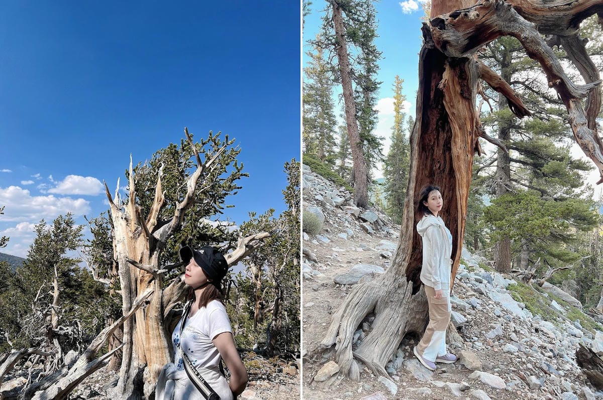 【美國-Nevada】 美國內華達州唯一的國家公園│大盆地國