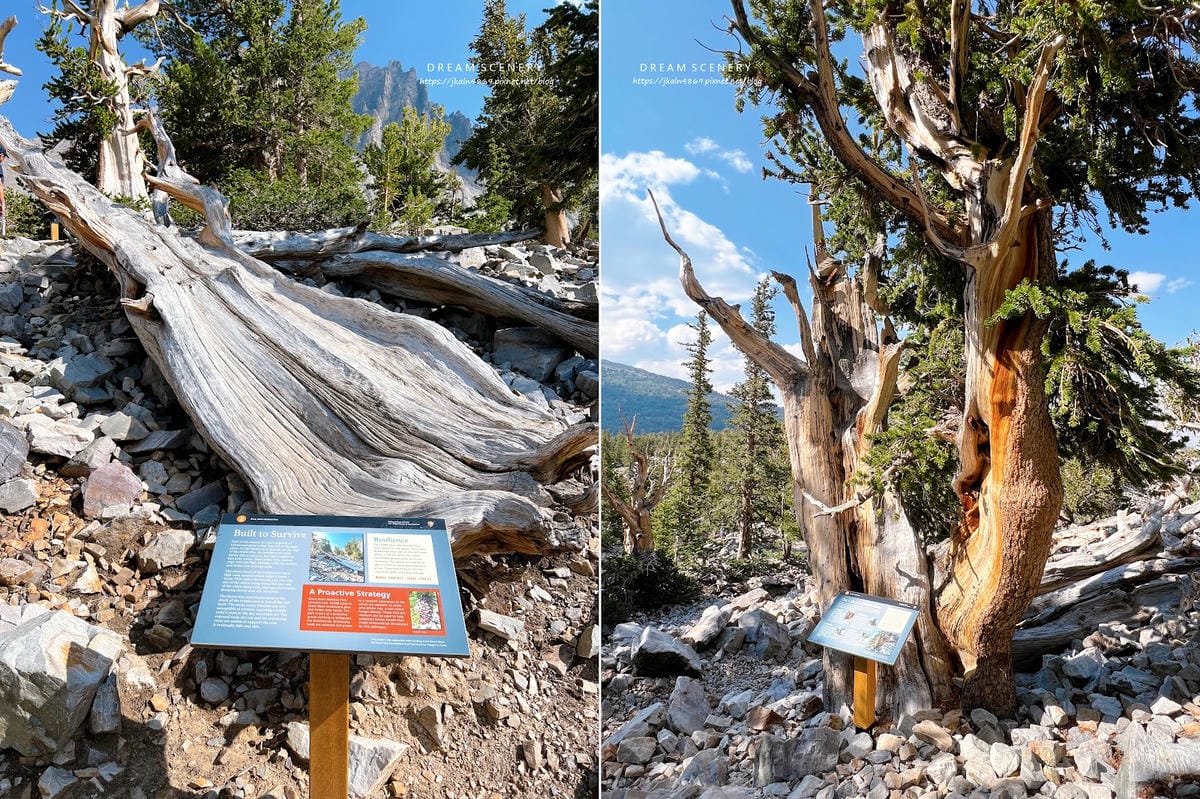【美國-Nevada】 美國內華達州唯一的國家公園│大盆地國