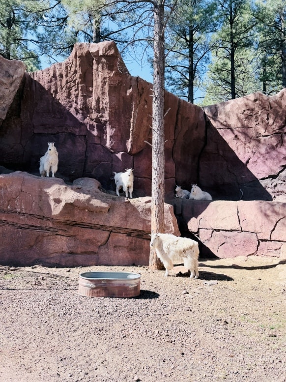 【美國-Arizona】亞利桑那州必訪野生動物園│開車進野生動物世界│Bearizona Wildlife Park - 第8張圖 【美國-Arizona】亞利桑那州必訪野生動物園│開車進野生動物世界│Bearizona Wildlife Park