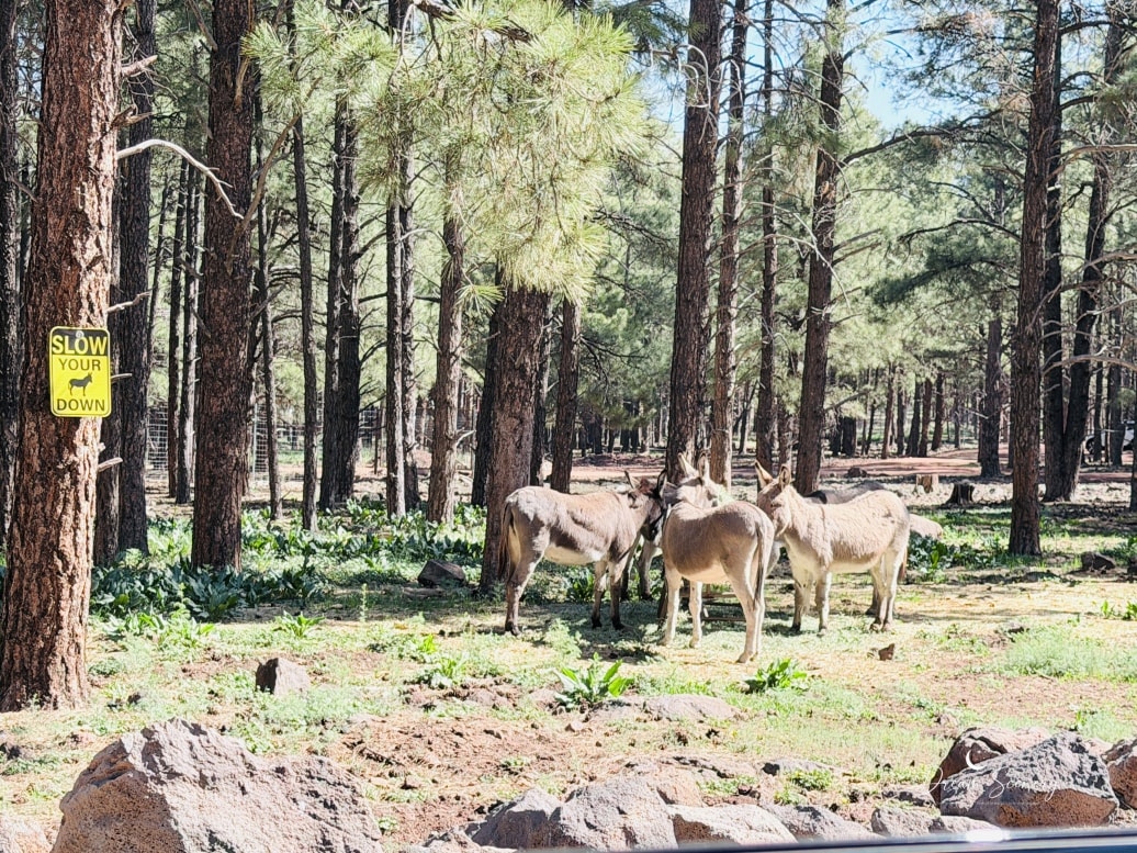 【美國-Arizona】亞利桑那州必訪野生動物園│開車進野生動物世界│Bearizona Wildlife Park - 第10張圖 【美國-Arizona】亞利桑那州必訪野生動物園│開車進野生動物世界│Bearizona Wildlife Park