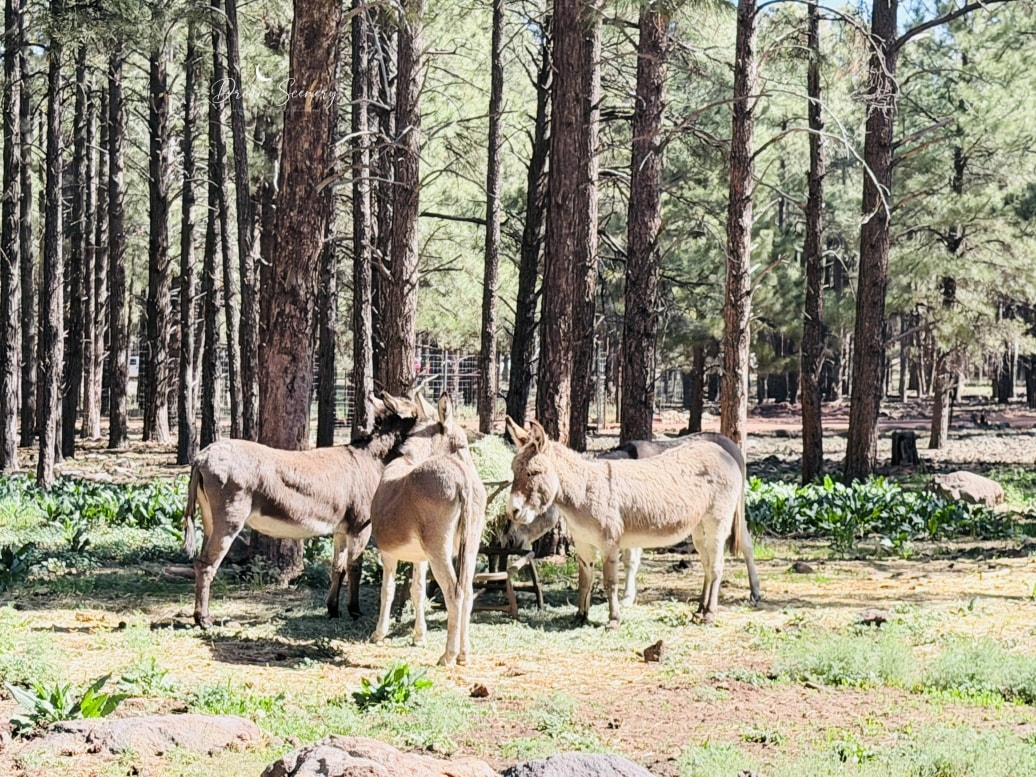 【美國-Arizona】亞利桑那州必訪野生動物園│開車進野生動物世界│Bearizona Wildlife Park - 第11張圖 【美國-Arizona】亞利桑那州必訪野生動物園│開車進野生動物世界│Bearizona Wildlife Park