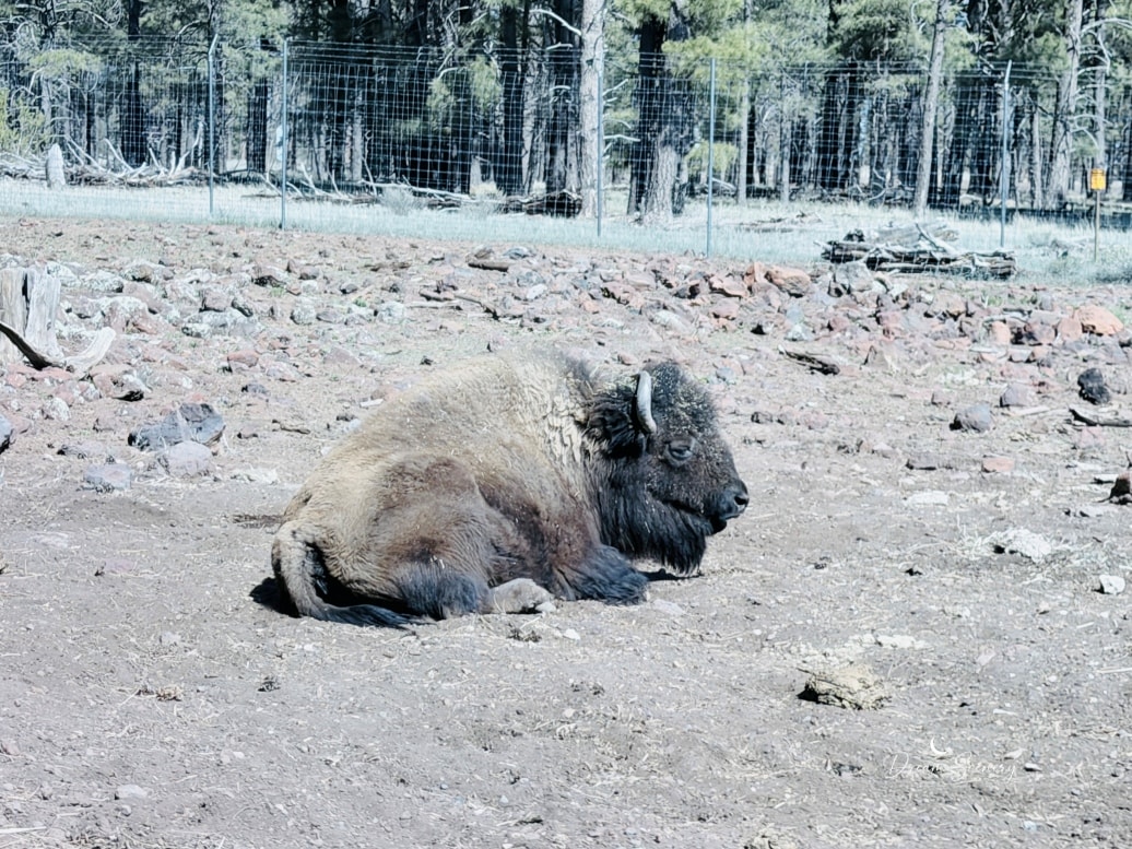 【美國-Arizona】亞利桑那州必訪野生動物園│開車進野生動物世界│Bearizona Wildlife Park - 第26張圖 【美國-Arizona】亞利桑那州必訪野生動物園│開車進野生動物世界│Bearizona Wildlife Park
