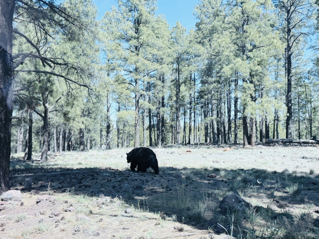 【美國-Arizona】亞利桑那州必訪野生動物園│開車進野生動物世界│Bearizona Wildlife Park - 第34張圖 【美國-Arizona】亞利桑那州必訪野生動物園│開車進野生動物世界│Bearizona Wildlife Park