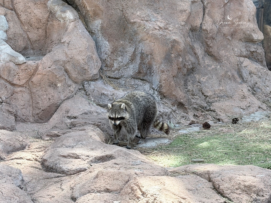 【美國-Arizona】亞利桑那州必訪野生動物園│開車進野生動物世界│Bearizona Wildlife Park - 第60張圖 【美國-Arizona】亞利桑那州必訪野生動物園│開車進野生動物世界│Bearizona Wildlife Park