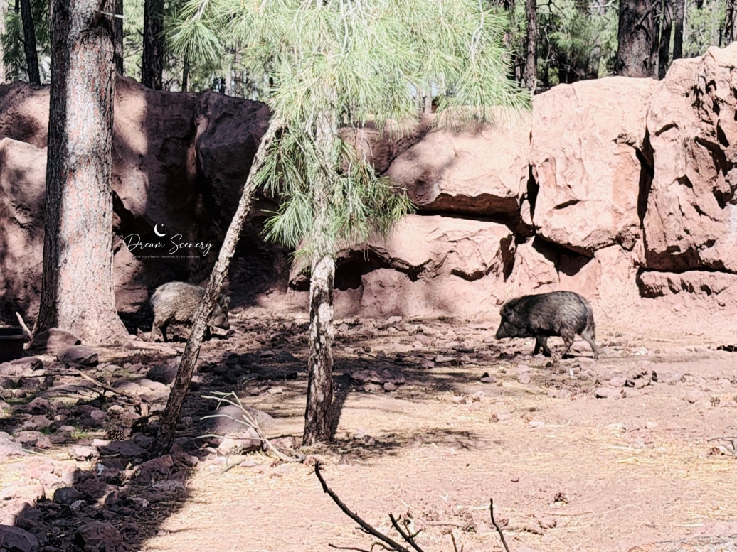 【美國-Arizona】亞利桑那州必訪野生動物園│開車進野生動物世界│Bearizona Wildlife Park - 第56張圖 【美國-Arizona】亞利桑那州必訪野生動物園│開車進野生動物世界│Bearizona Wildlife Park