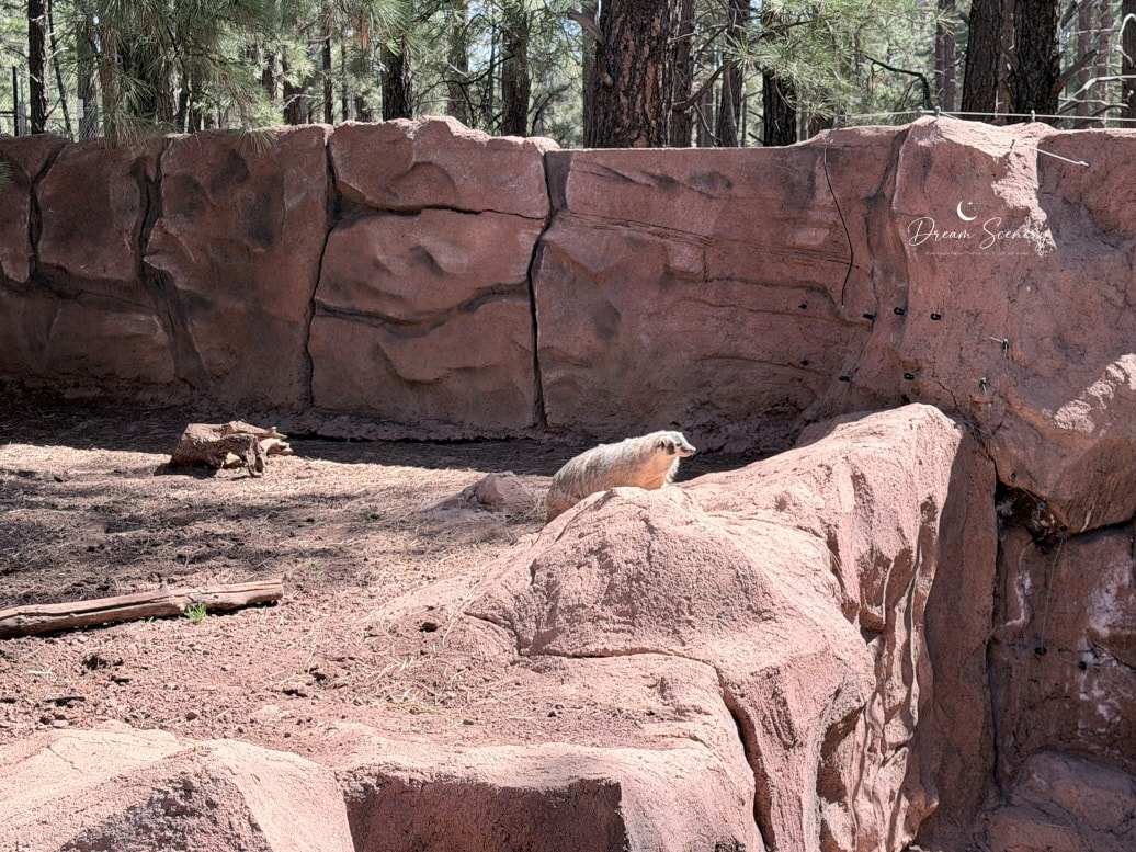 【美國-Arizona】亞利桑那州必訪野生動物園│開車進野生動物世界│Bearizona Wildlife Park - 第58張圖 【美國-Arizona】亞利桑那州必訪野生動物園│開車進野生動物世界│Bearizona Wildlife Park