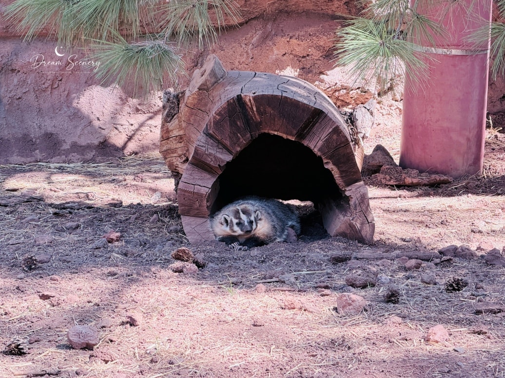 【美國-Arizona】亞利桑那州必訪野生動物園│開車進野生動物世界│Bearizona Wildlife Park - 第59張圖 【美國-Arizona】亞利桑那州必訪野生動物園│開車進野生動物世界│Bearizona Wildlife Park