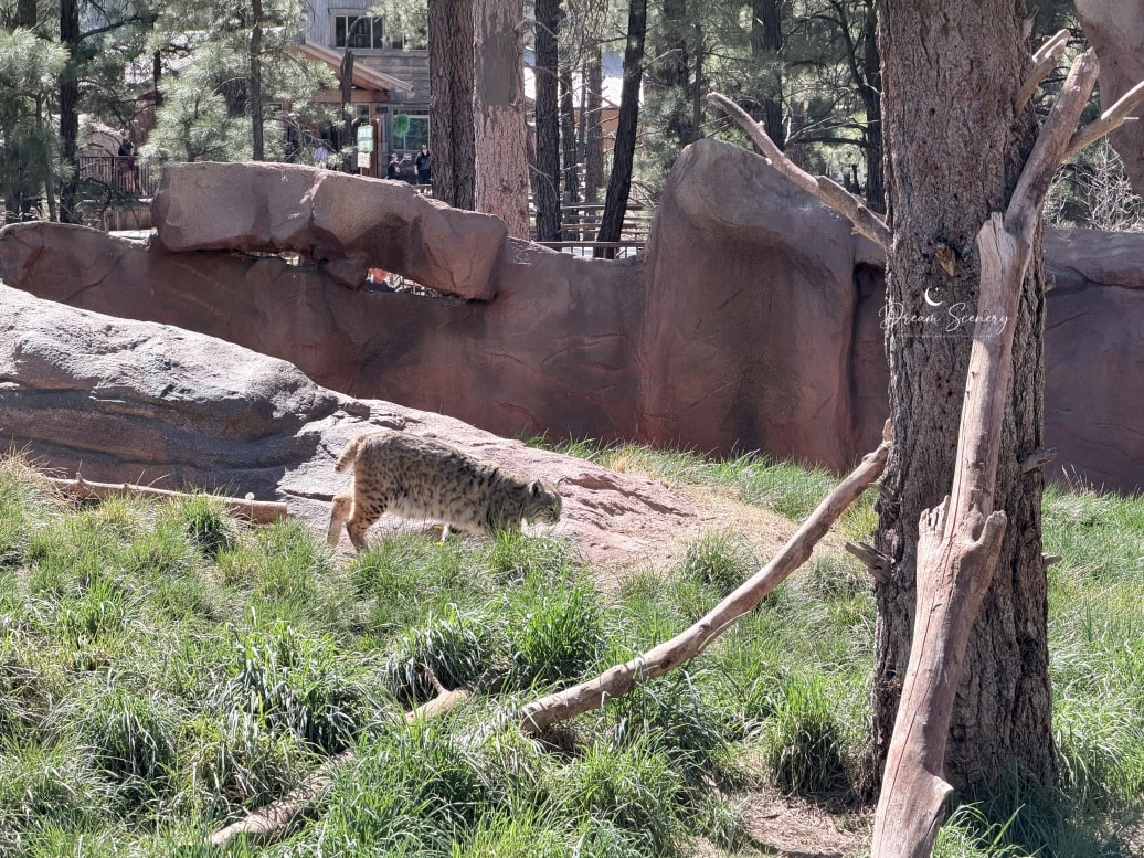【美國-Arizona】亞利桑那州必訪野生動物園│開車進野生動物世界│Bearizona Wildlife Park - 第61張圖 【美國-Arizona】亞利桑那州必訪野生動物園│開車進野生動物世界│Bearizona Wildlife Park