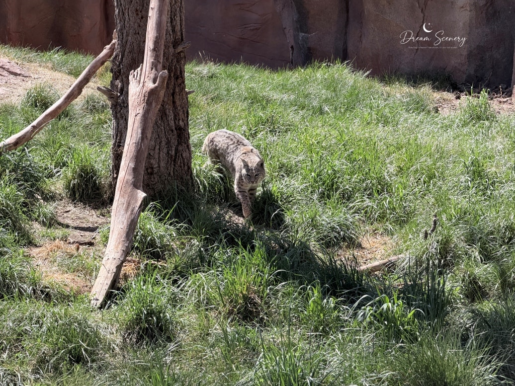 【美國-Arizona】亞利桑那州必訪野生動物園│開車進野生動物世界│Bearizona Wildlife Park - 第62張圖 【美國-Arizona】亞利桑那州必訪野生動物園│開車進野生動物世界│Bearizona Wildlife Park