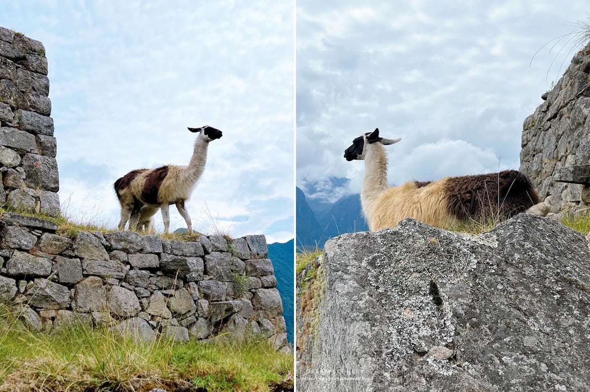 【祕魯-Machu Picchu】印加帝國的“失落之城”│馬 【祕魯-Machu Picchu】印加帝國的“失落之城”│馬