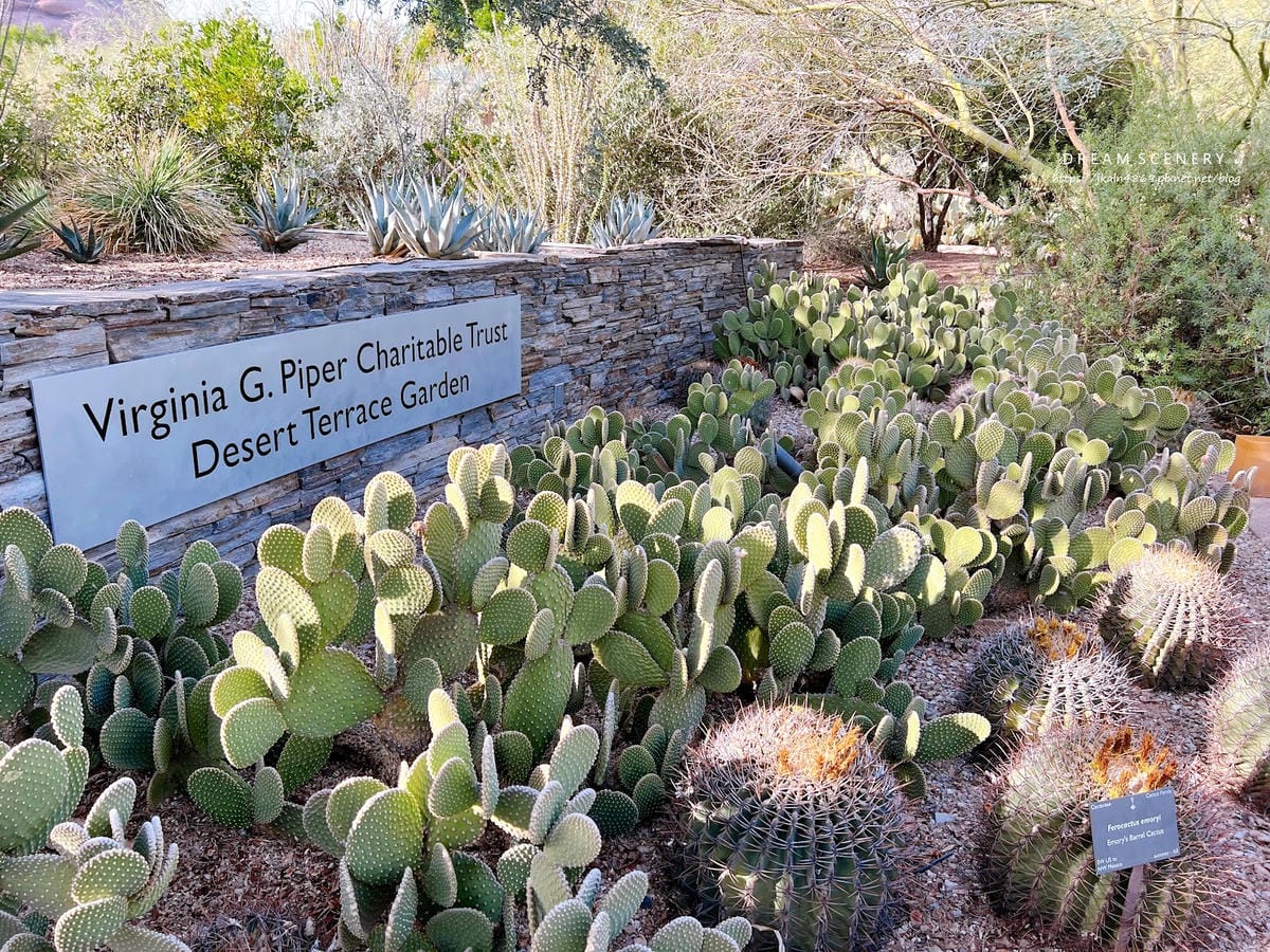 【美國-Arizona】亞利桑那州景點│沙漠植物園│Dese