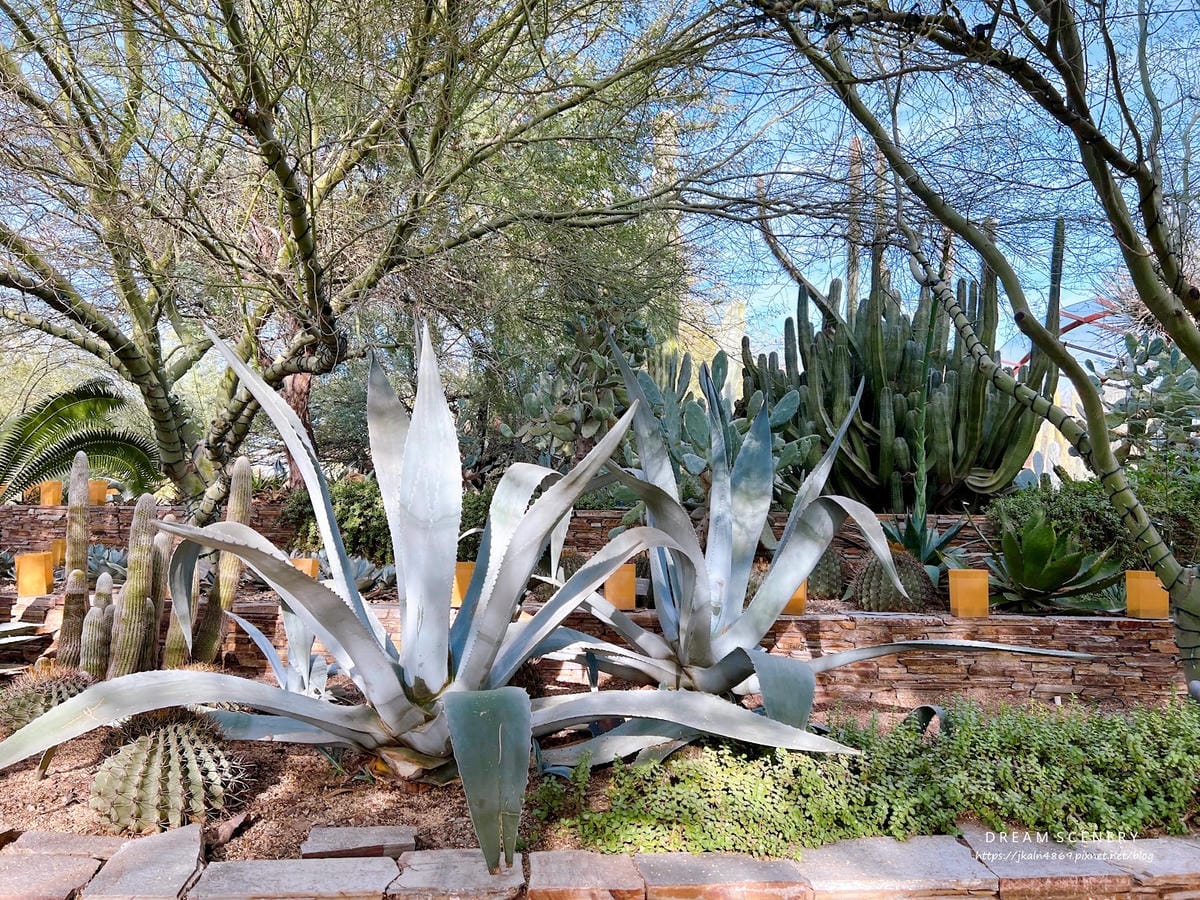 【美國-Arizona】亞利桑那州景點│沙漠植物園│Dese