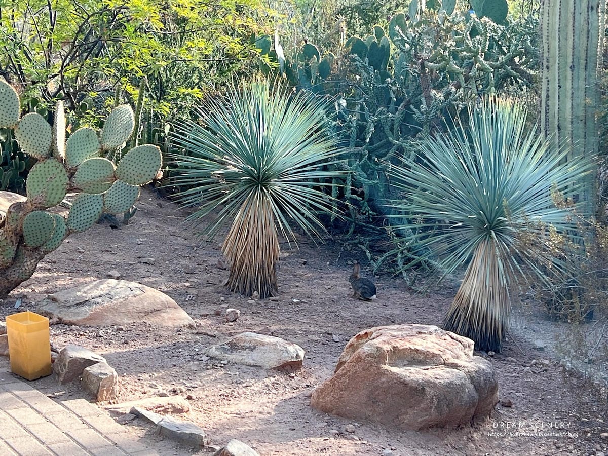 【美國-Arizona】亞利桑那州景點│沙漠植物園│Dese