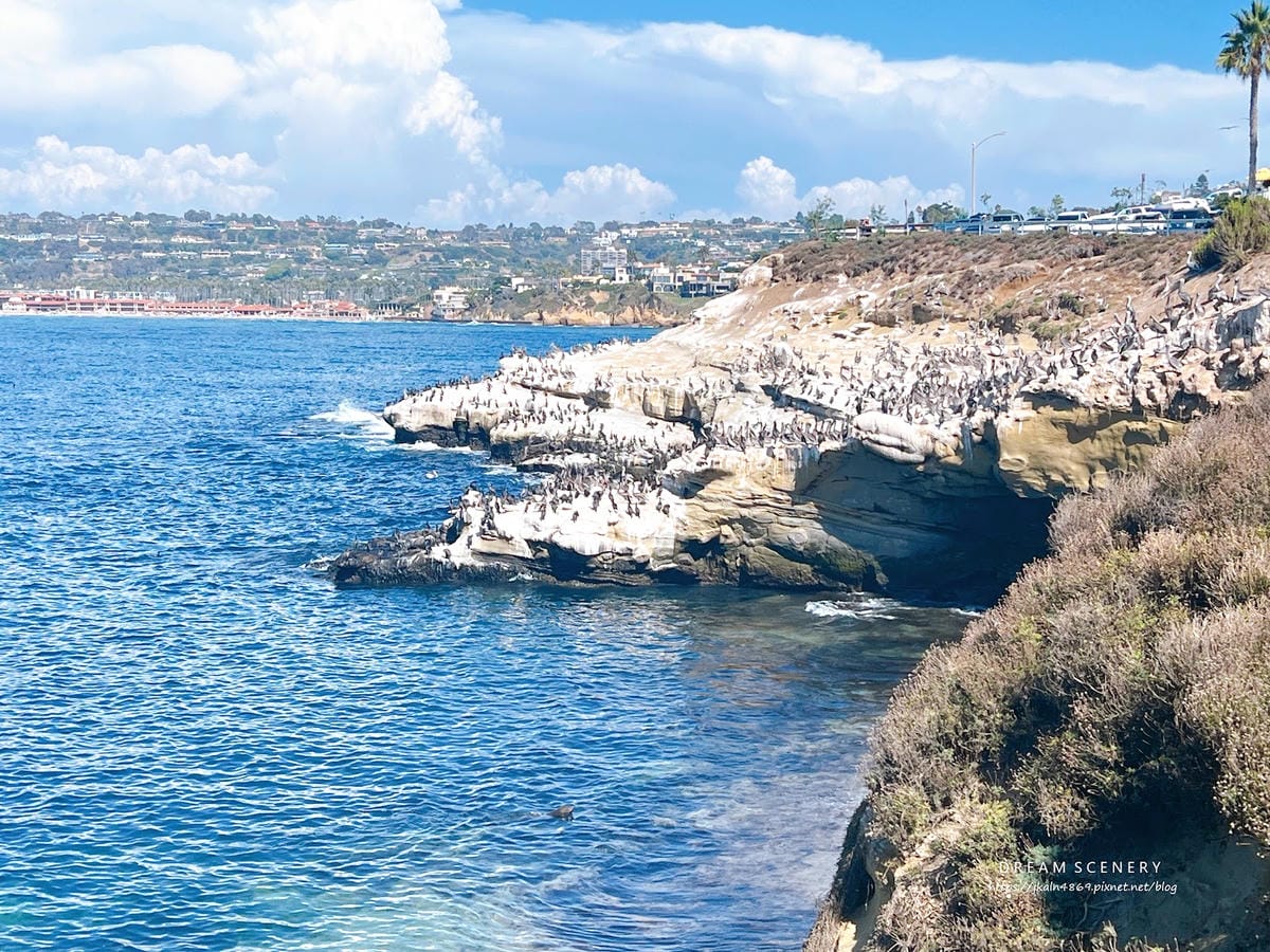 【美國-San Diego】加州海岸秘境的海景與海洋生態探索 【美國-San Diego】加州海岸秘境的海景與海洋生態探索