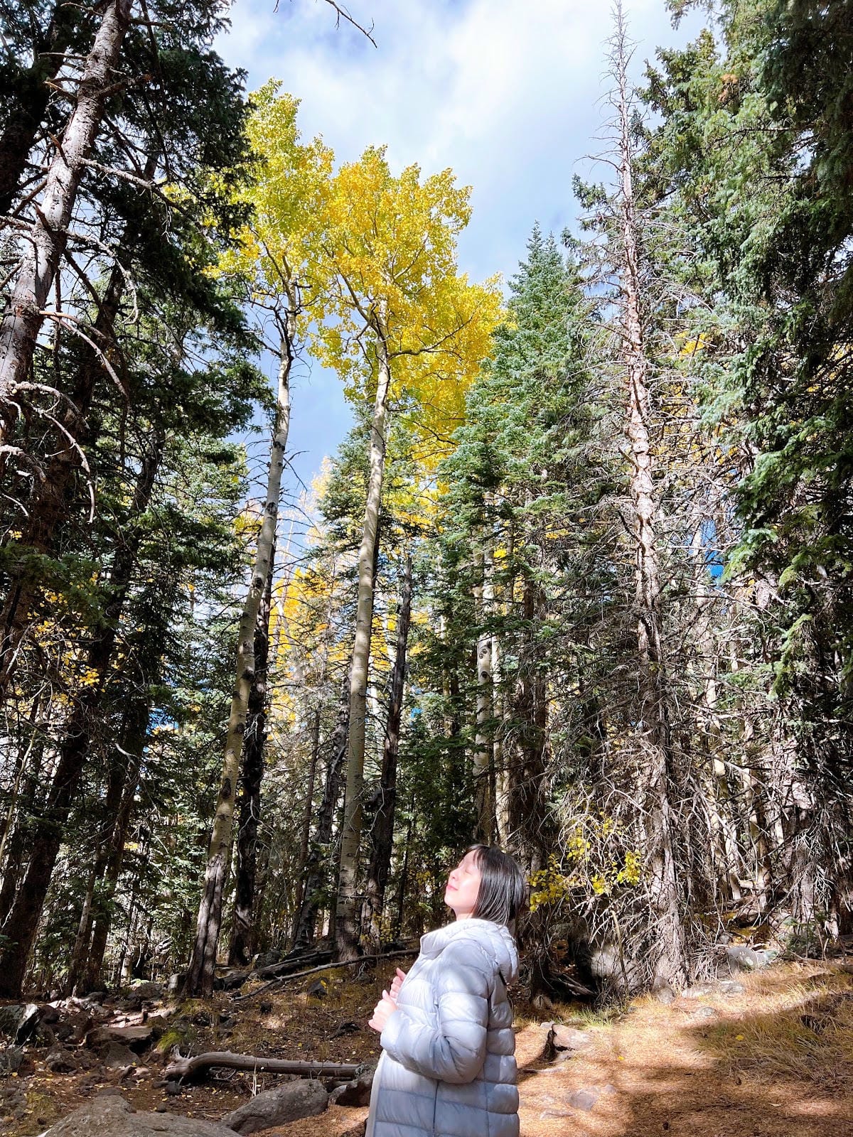 【美國-Arizona】追逐金色山林的季節│ Flagsta 【美國-Arizona】追逐金色山林的季節│ Flagsta