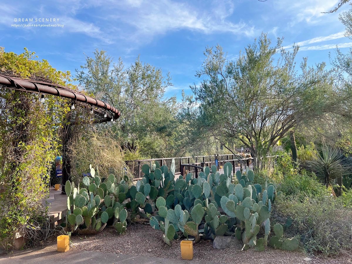 【美國-Arizona】亞利桑那州景點│沙漠植物園│Dese