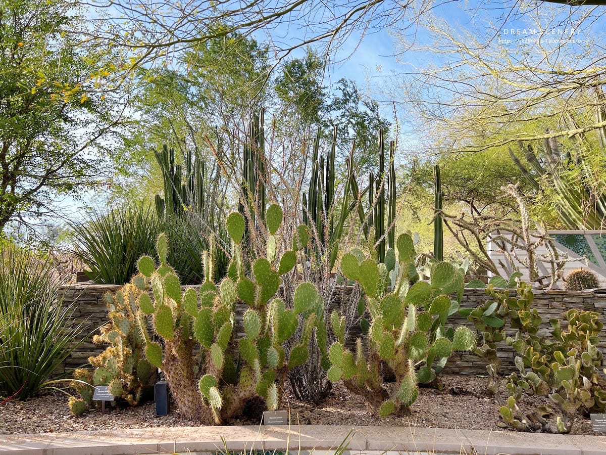【美國-Arizona】亞利桑那州景點│沙漠植物園│Dese
