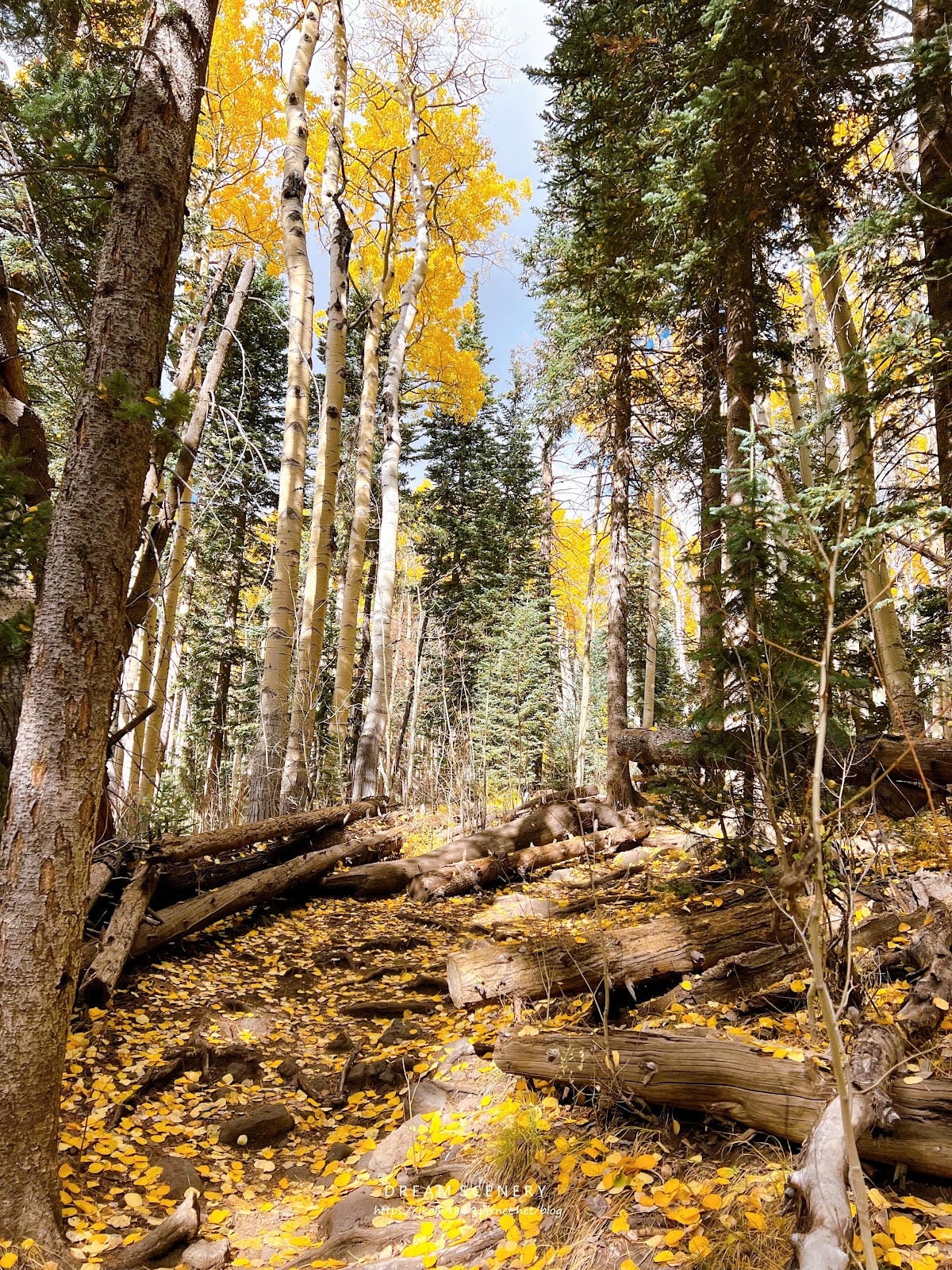 【美國-Arizona】追逐金色山林的季節│ Flagsta 【美國-Arizona】追逐金色山林的季節│ Flagsta